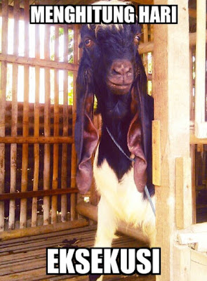 Perasaan Kambing Sebelum Eksekusi di Hari Raya Kurban [Meme Lucu]