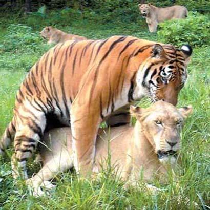 Pembunuh vs Pembunuh