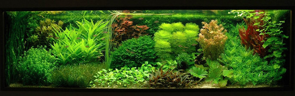 Pecinta Mini Aquascape Reg.Cirebon