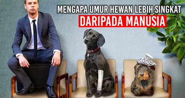 penjelasan-ilmiah-mengapa-umur-hewan-lebih-singkat-dari-kita