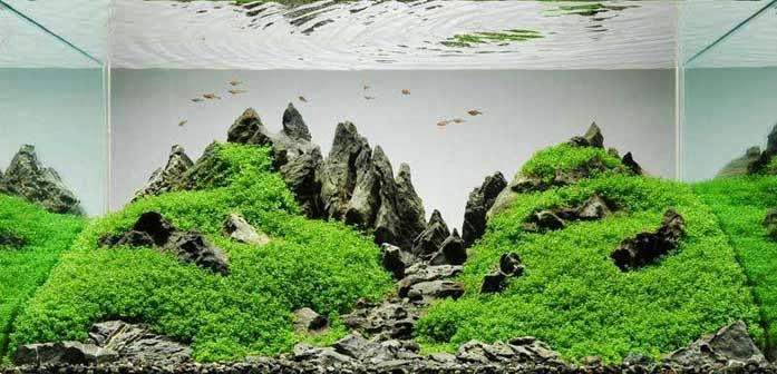 ۞ &#91;Hobby&#93; Aquascape Kaskus Regional Lampung ۞