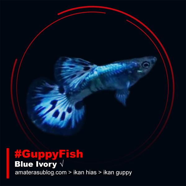 Jenis Jenis Ikan Guppy dan Gambarnya