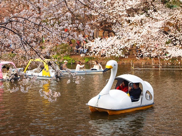 Rahasia Keindahan Sakura Di Jepang