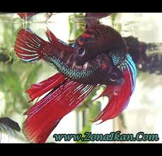 CARA MENGEMBANGBIAKAN CUPANG (BETTA FISH)