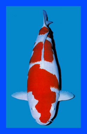 Jual Aneka Koi Unggulan ( Blitar )