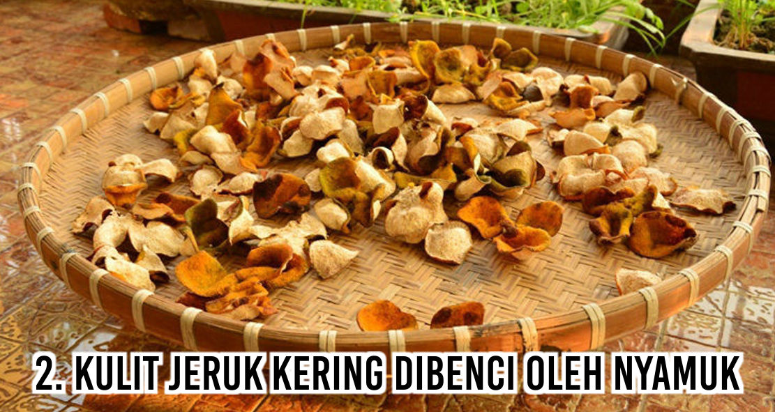 Iniloh Benda-benda Yang Dibenci Nyamuk 
