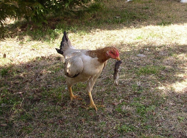 Ayam Saipan