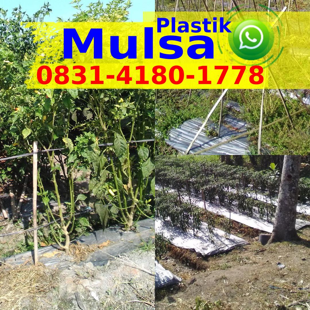 Harga Plastik Mulsa Tambak Udang Ö8ᣮl–4l8Ö–lᜪᜪ8{WA}