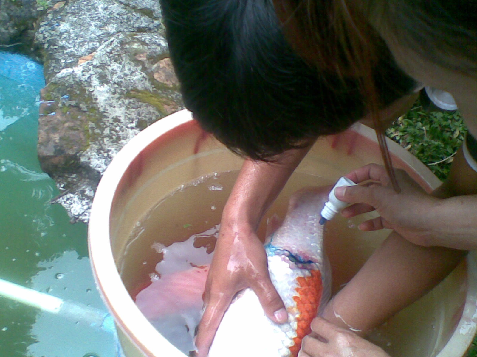 Bahaya Nitrat Dalam Air Aquarium