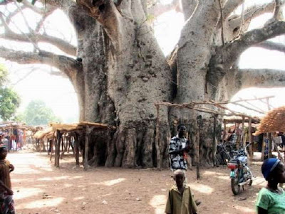 10 Pohon Aneh Yang Ada Di Bumi