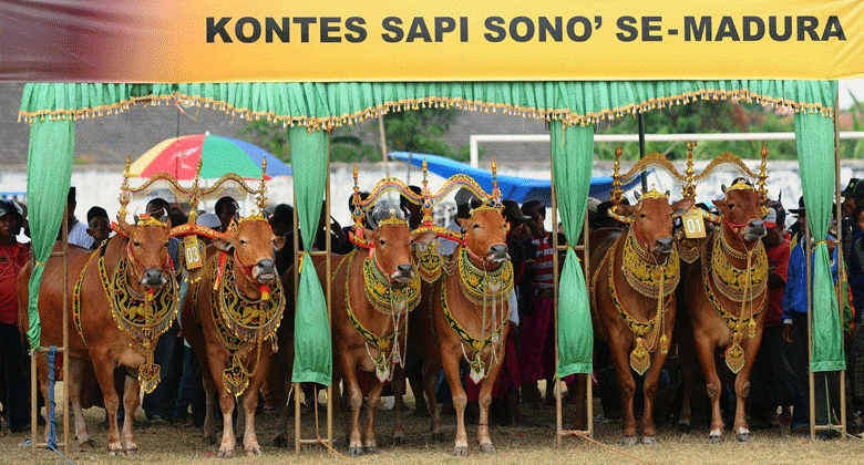 Sapi-Sapi Bersolek dari Madura