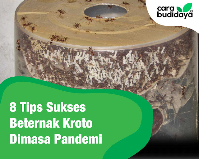 8 Tips Sukses Beternak Kroto dimasa pandemi