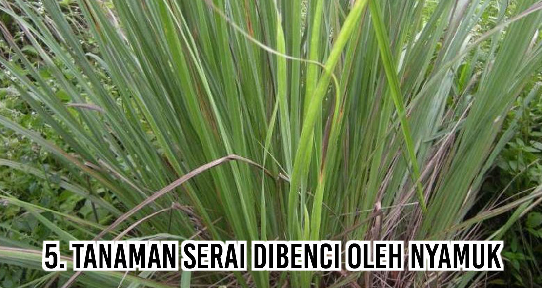 Iniloh Benda-benda Yang Dibenci Nyamuk 