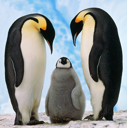 Serius Gan ane barusan nemu pinguin di rumah ane...