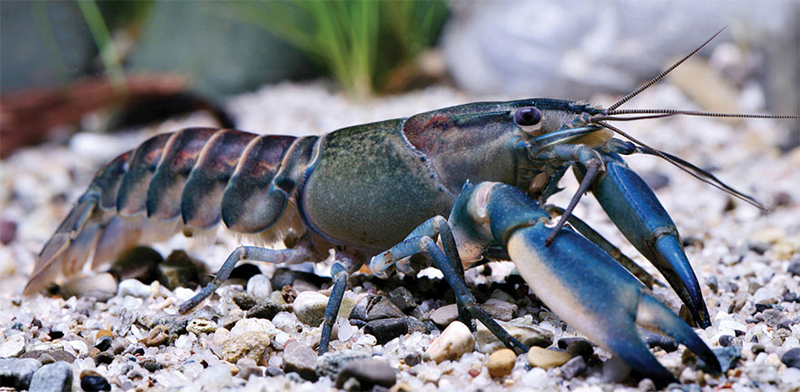 Seafood, Seafood Apa yang Menyehatkan? Seafood-seafood Ini!