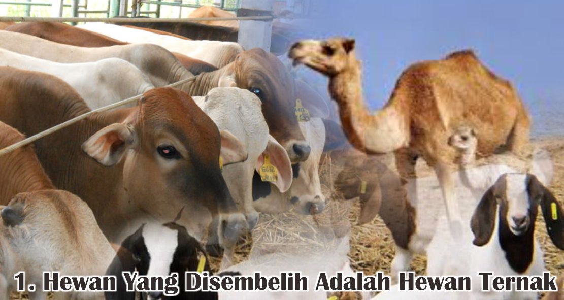  Ini Dia 5 Kriteria Hewan Qurban Yang Sah Untuk Disembelih ! 