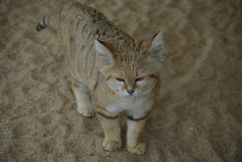 Mengenal Lebih Dekat Sand Cat ( Kucing Pasir )