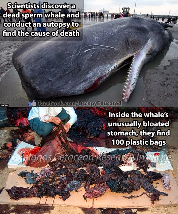 Seekor Paus Wafat Akibat Sampah Plastik (atau meninggal ya? :bingung)
