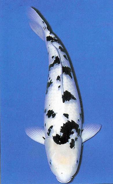 Jual Aneka Koi Unggulan ( Blitar )
