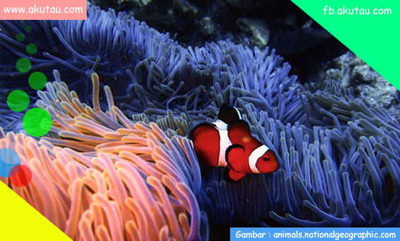 Anemon, si hewan laut yang memiliki sahabat 