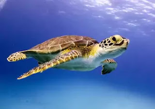 Robotic sea turtle shows promise as fish farm inspector.