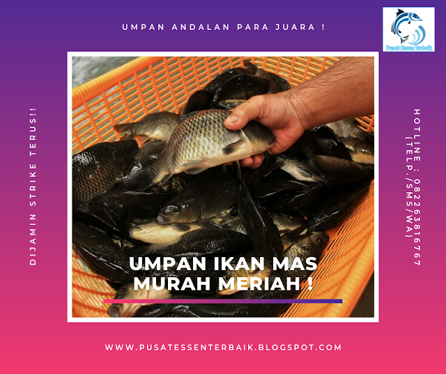Racikan Jitu Umpan Ikan Mas Murah Meriah MANTAP!
