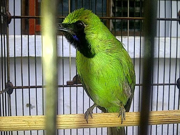 &#91;SHARE&#93; Rawatan Burung Cucak Ijo