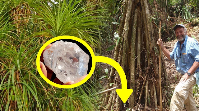 tanaman-ini-hanya-tumbuh-di-dekat-tanah-yang-mengandung-berlian-kenapa-ya