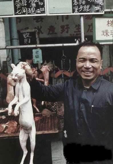 Polisi China Gagalkan Penjualan Ratusan Kucing untuk Konsumsi