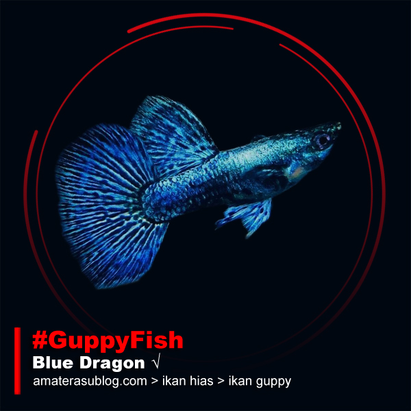 Jenis Jenis Ikan Guppy dan Gambarnya