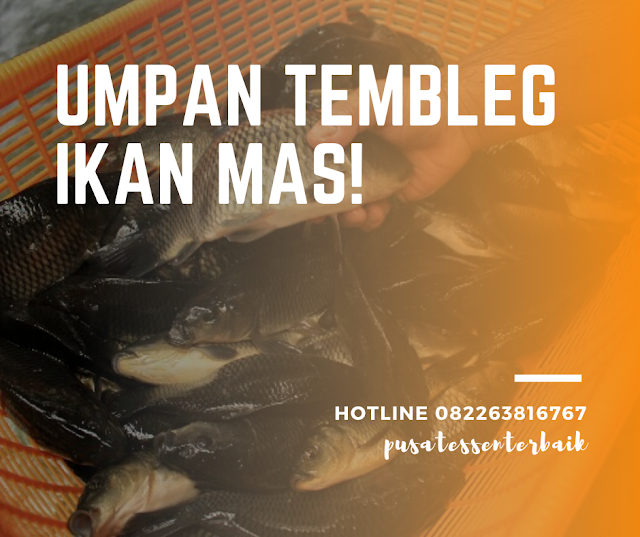 umpan-tembleg-untuk-mancing-ikan-mas-mantap