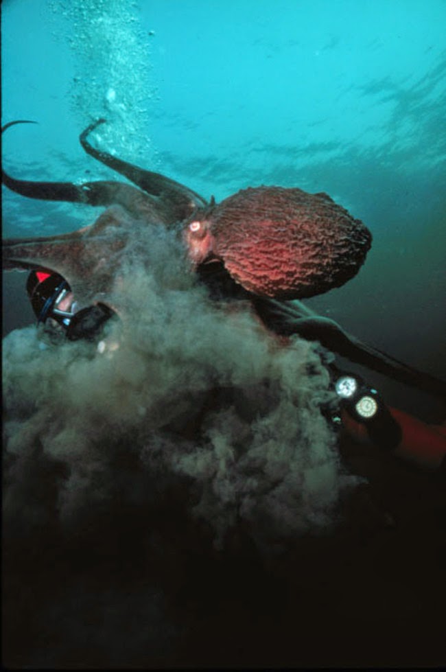 Fakta-Fakta MenarikTentang Gurita (Octopus)