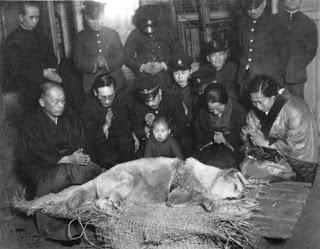 Hachiko Anjing Lambang Kesetian Dari Jepang