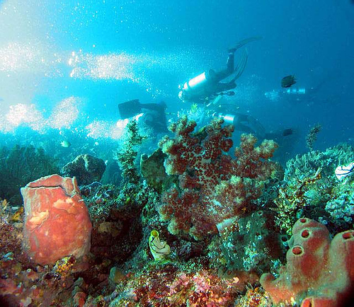 7 Tempat Diving Terindah di Indonesia