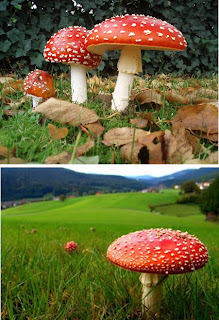 10 jamur yang berbentuk unik