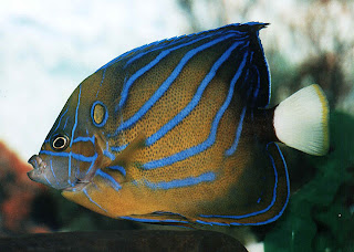 13 Jenis Ikan Yang Paling Cantik di Dunia