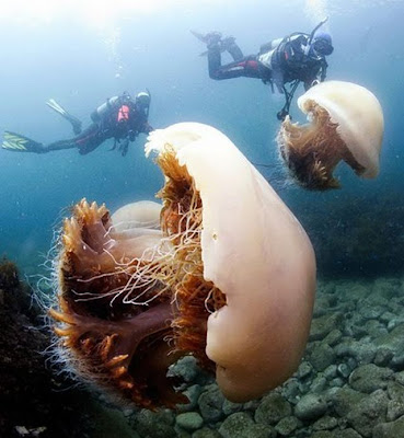 Kawanan Ubur-ubur Seberat 200kg Serbu Perairan Jepang