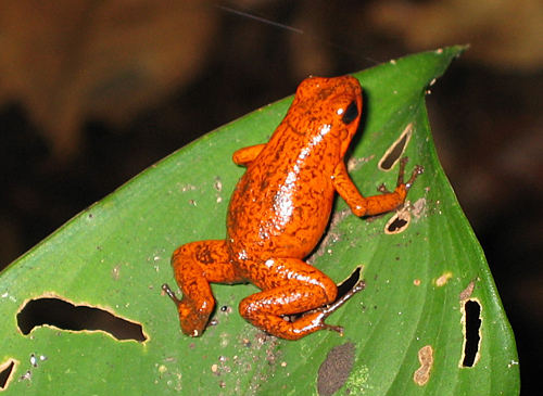 poison dart frog si cantik yang mematikan