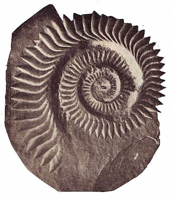 Helicoprion, Makhluk Prasejarah Unik dari Zaman Triassic