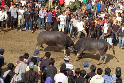 Mengenal Tradisi serta Budaya TORAJA (SULSEL)