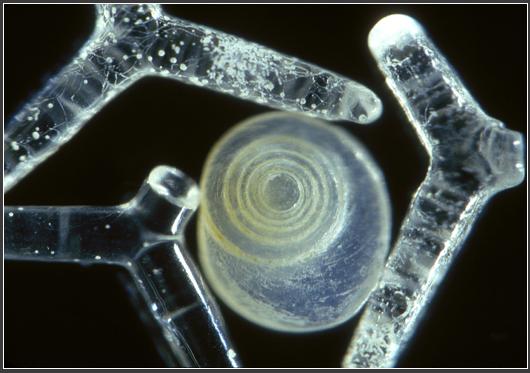 kehindahan pasir di perbesar 110x 