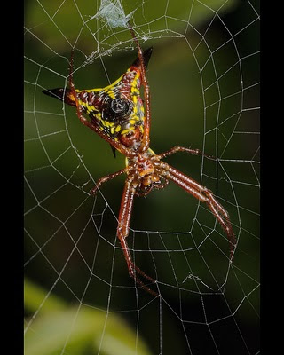 Laba-laba dengan warna dan bentuk terunik