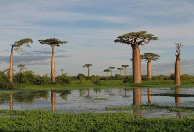 Pohon Baobab, Pohon Besar Yang Kelihatan Terbalik