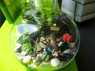 tanaman terrarium (seno dalam kaca)