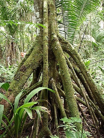 Pohon bergerak di dunia