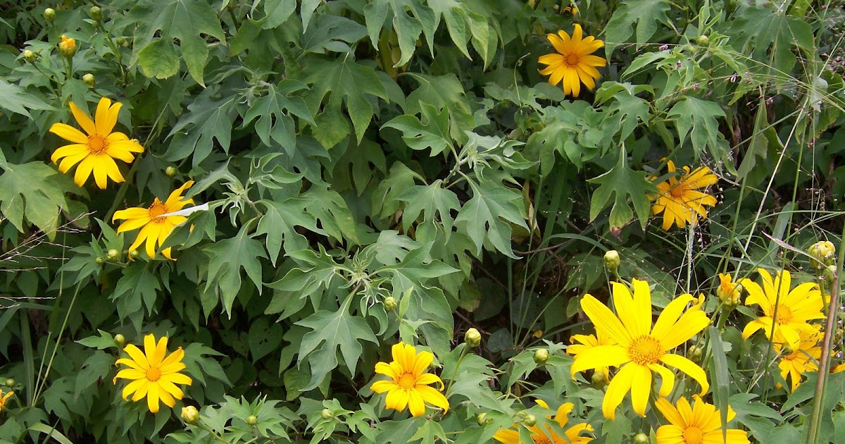 TIPS Bertanam buah di dalam pot