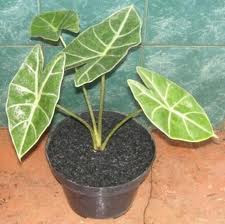 mari-hasilkan-dollar-dengan-desain-anda---part-3