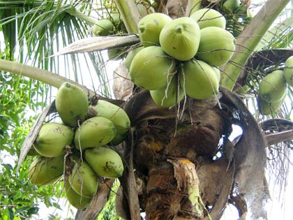 Ternyata Singkong dan Kelapa bisa dikawinin