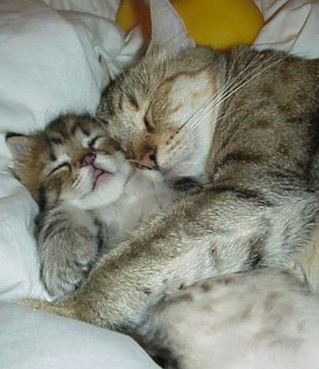 link-free-download-software-penambah-saldo-bank-100-guarantee