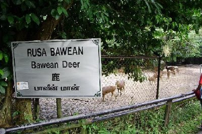 Pulau Bawean, Surga tersembunyi di utara jawa